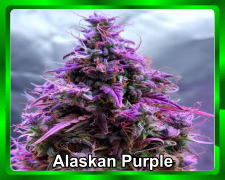 Alaskan purple