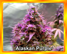 Alaskan purple1