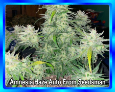 Amnesia-Haze-Auto-From-Seedsman