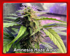 Amnesia-Haze-Auto