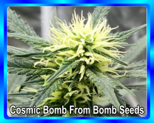 Cosmic-Bomb-From-Bomb-Seeds