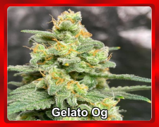 Gelato-Og