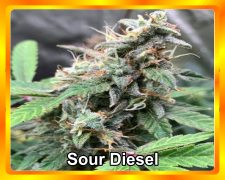 Sour-Diesel