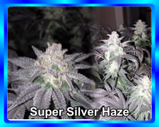 Super-Silver-Haze