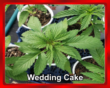 Wedding-Cake