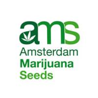 amsterdam-marijuana